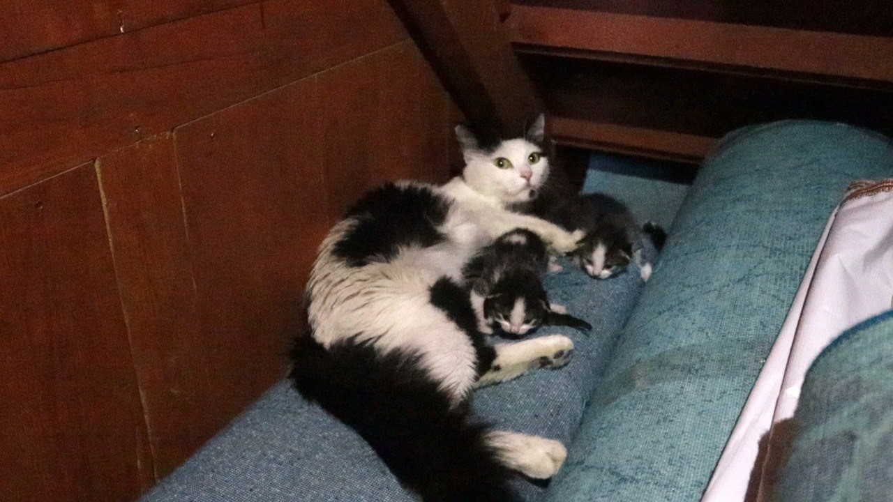 Kedi Yavrularıyla  Camiye Sığındı