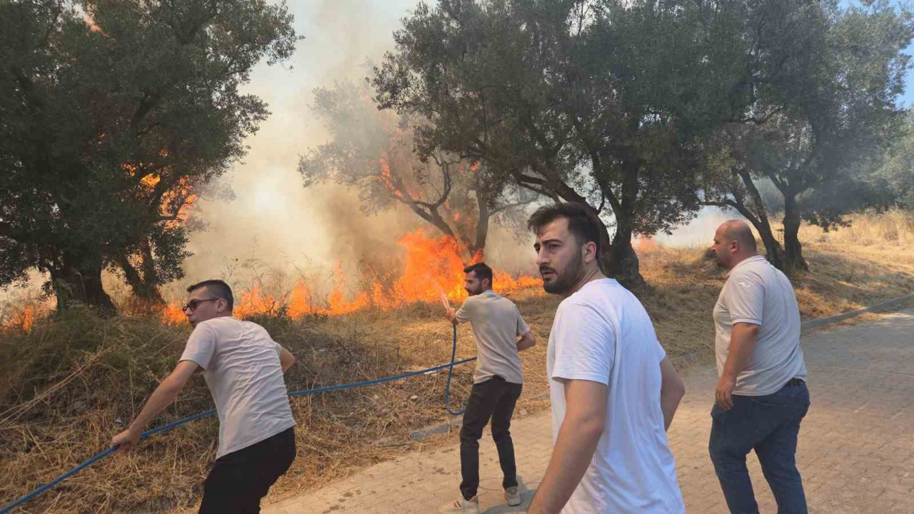20 Zeytin Ağacı Yandı