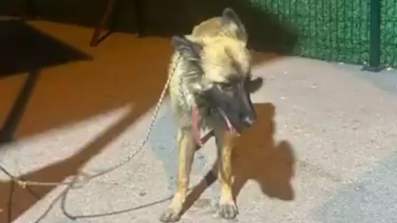 Köpeği Sürükleyerek Götürdüler
