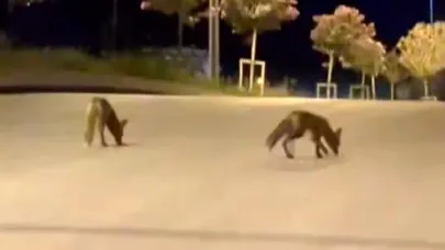 Tilki Sürüsü Şehir Merkezine İndi