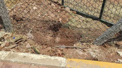 Ceylanlar Başıboş Köpeklerin Hedefi Oldu