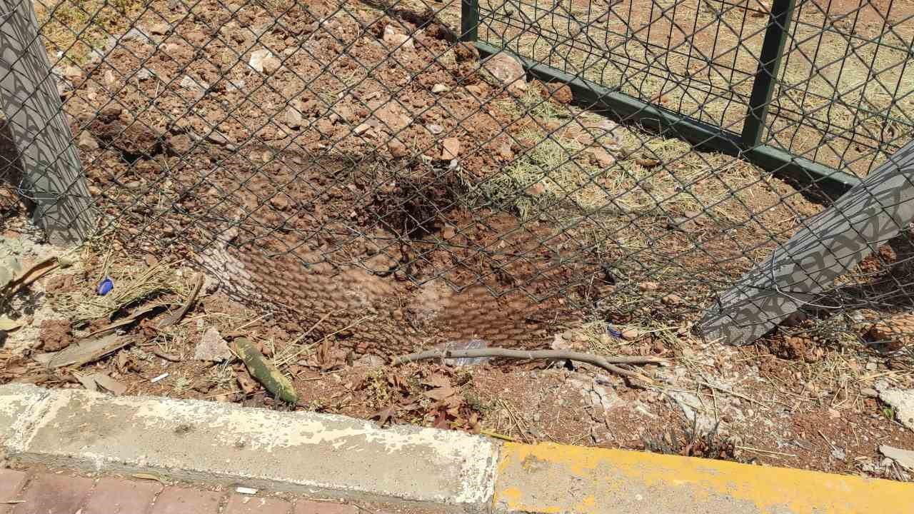 Ceylanlar Başıboş Köpeklerin Hedefi Oldu