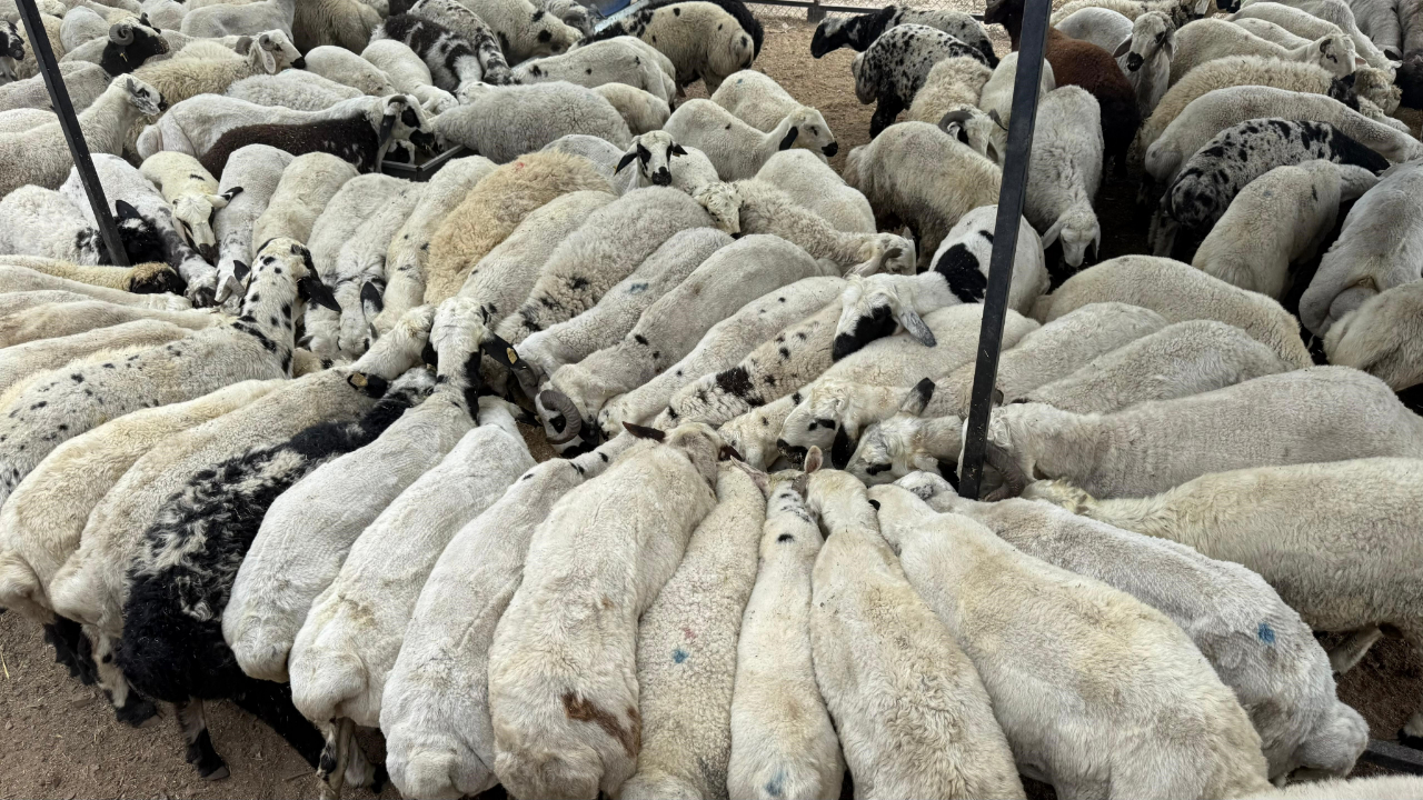 Adana'da Şap Alarmı! Hayvan Hareketliliği Kısıtlandı