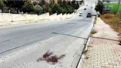 Kardeş Kavgası Cinayetle Bitti:1 Ölü