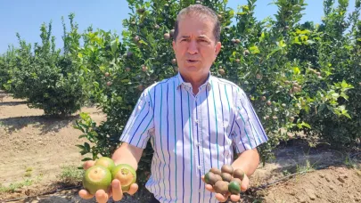 Narenciyelerde ‘Akdeniz Meyve Sineği' Uyarısı