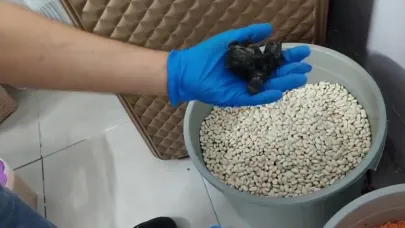 Fasulye Kovası Bonzai Zulası Çıktı! 6 Torbası Tutuklandı
