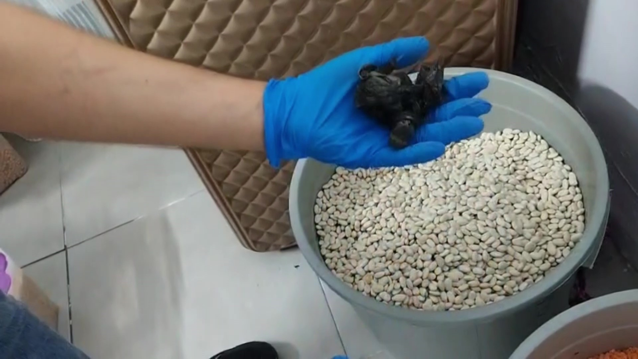 Fasulye Kovası Bonzai Zulası Çıktı! 6 Torbacı Tutuklandı