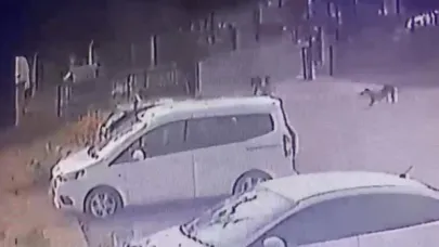 Sokak Köpeği Dehşeti:3 Yaşındaki Çocuk Ölümden Döndü