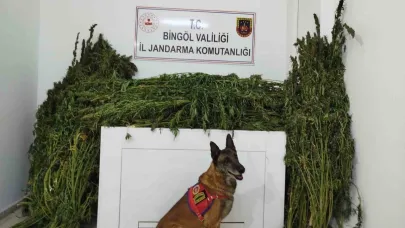 91 Kilo Esrar Ele Geçirildi