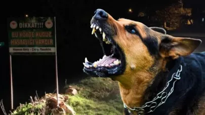 Sokak Köpekleri Faciaya Neden Oluyordu! Neredeyse Parçalanacaktı
