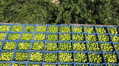 Geçen Yıl 1 TL Olan Limon Bahçede 20 TL