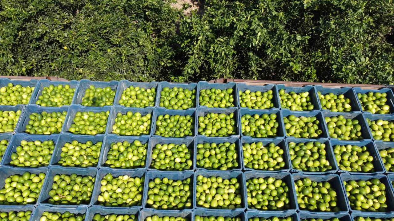 Geçen Yıl 1 TL Olan Limon Bahçede 20 TL
