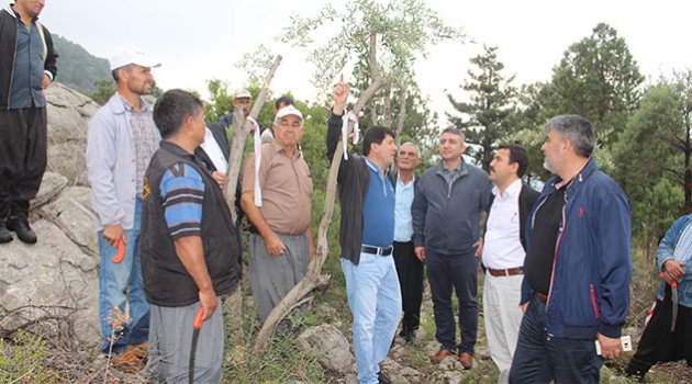 22 bin yabani zeytin aşılandı