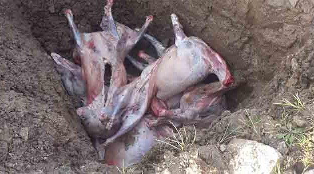 300 kilograma yakın kaçak et imha edildi