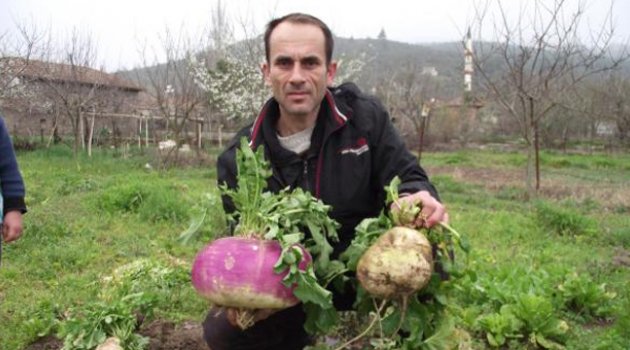 4 kilo 620 gramlık turp şaşırttı