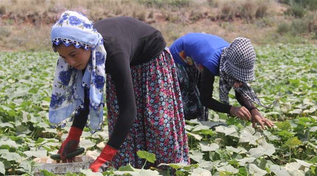 40 Lira için 40 derece sıcakta tarlada çalışıyorlar