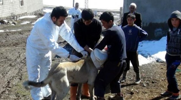 5 bin nüfuslu mahalleye kuduz karantinası
