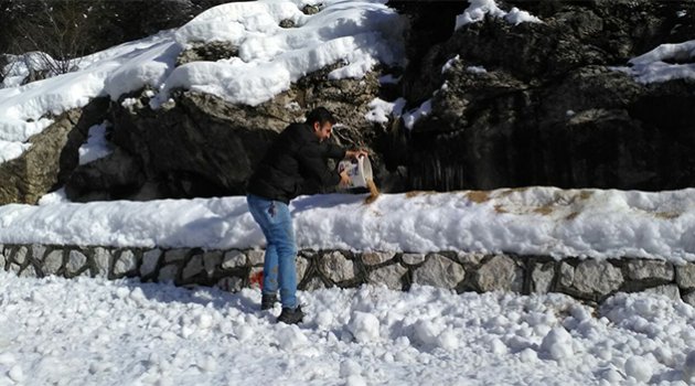 Adana Büyükşehir, yaban hayvanları için doğaya yem bıraktı