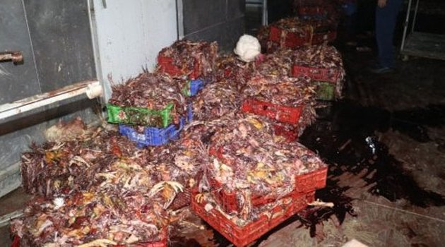 Adana’da 3 Ton Kesilmiş Kaçak Tavuk Ele Geçirildi
