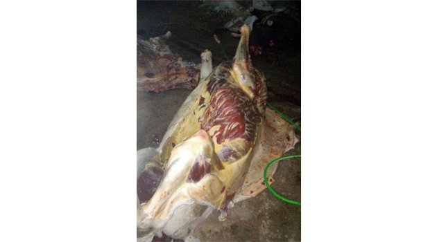 Adana’da 400 kilo at eti ele geçirildi