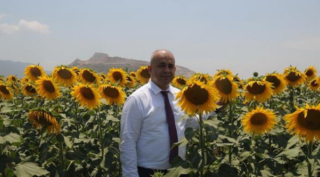 Adana’da ayçiçeği ekim alanları artıyor
