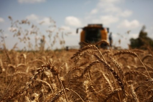 Adana’da buğday hasadı tedirgin başladı