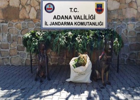 Adana’da Çiftlik Ve Bağ Evlerine Uyuşturucu Operasyonu