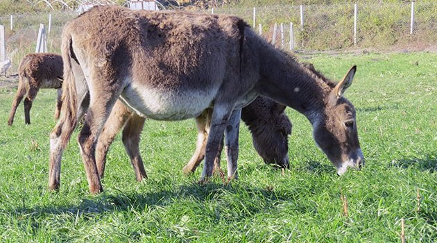 Adana’da ‘Eşek Çiftliği’ kuruldu