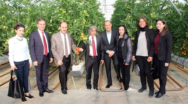 Adana’da İlk Topraksız Domates Hasadı
