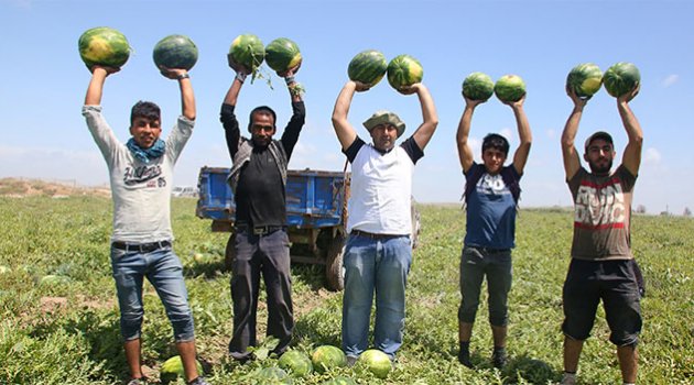 Adana’da karpuz hasadı başladı