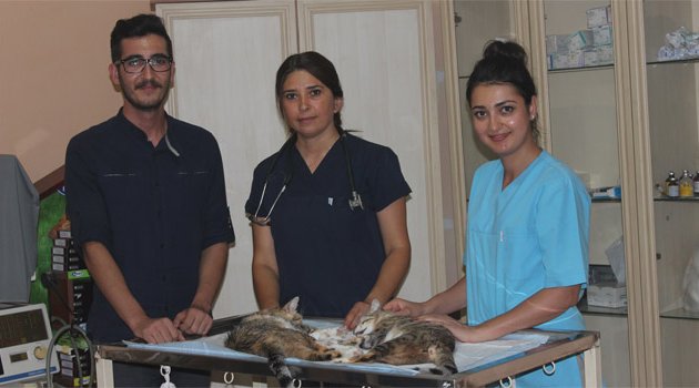 Adana’da kedi ve köpekler kısırlaştırılıyor