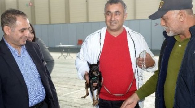 Adana’da köpek ırkları yarıştı