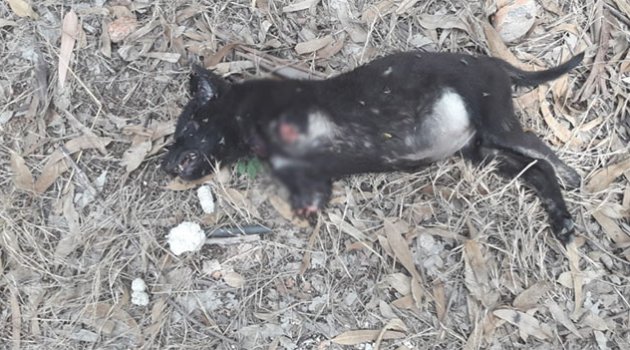 Adana’da ön patileri kesik ölü yavru köpek bulundu