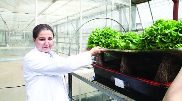 Adana’da topraksız marul yetiştiriliyor