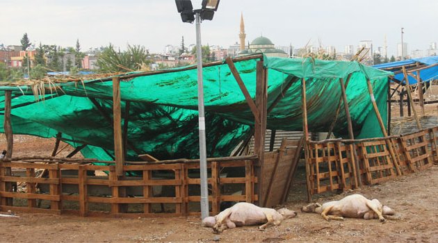 Adana’da yağmurda koyunlar telef oldu, morgu su bastı