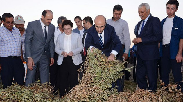 Adana’da Yer Fıstığı Hasat Şenliği