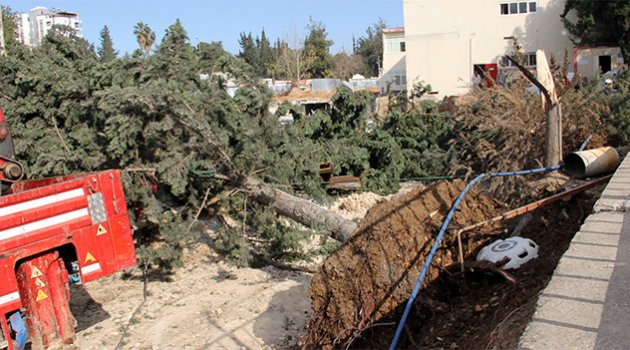 Adana'da rüzgar ağaçları kökünden söktü