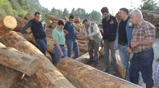 Adana'dan 1 milyon metreküp odun hammaddesi