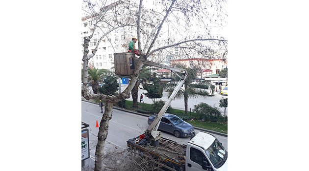 Ağaçlara kış bakımı