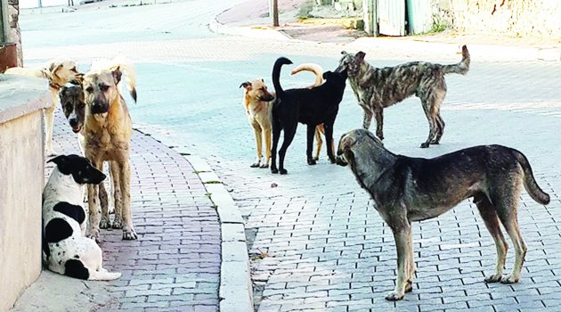 Aksantaş TOKİ’yi  köpekler bastı!