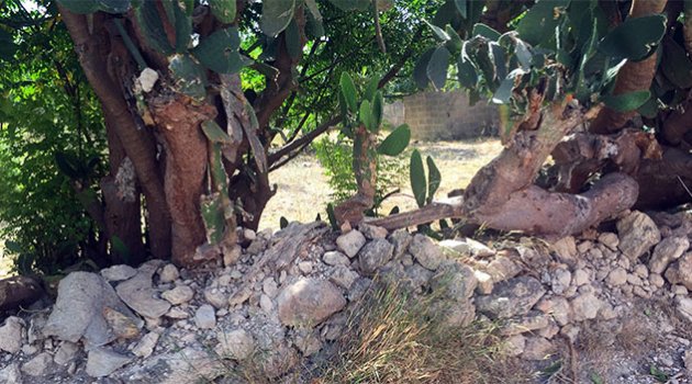 Anne incir toplarken öldü, kızı sinir krizi geçirdi