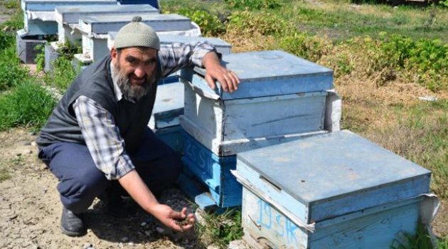 Arı ölümleri yetiştiricileri şoke etti