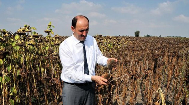 Ayçiçeği hasadı yüz güldürdü