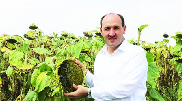 Ayçiçeğinde 218 bin ton rekolte bekleniyor