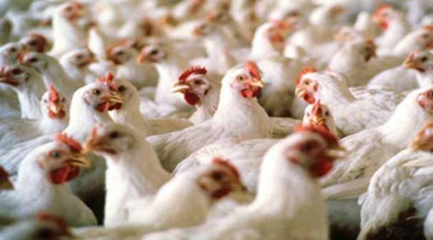 Azerbaycan'dan Türk tavuğuna sınırlama