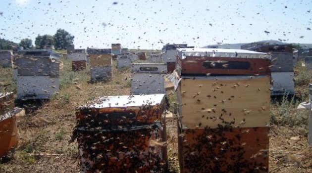 Bal reklamının durdurulması arıcıları umutlandırdı