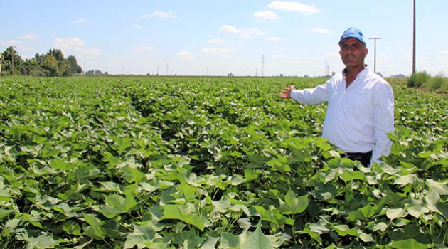 “Beyaz Altın”da Tehlike Çanları