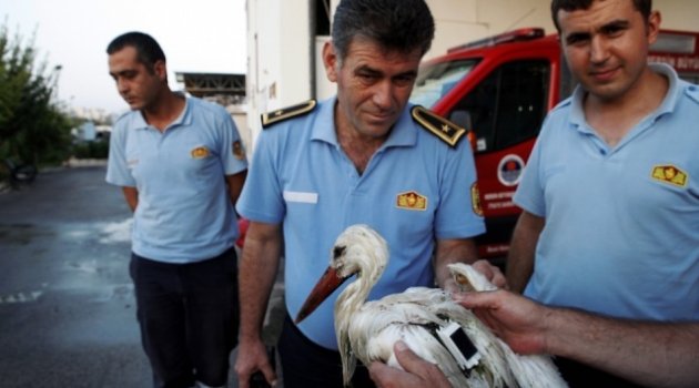 Bilim insanlarının incelemeye aldığı leylek öldürüldü