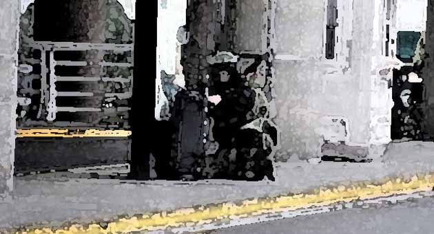Bomba sanılan valizden vahşet çıktı!