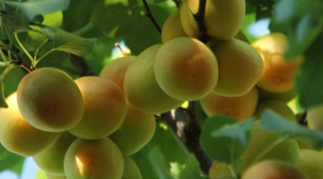 Bu sene tahmini kayısı rekoltesi, 386 bin 250 ton